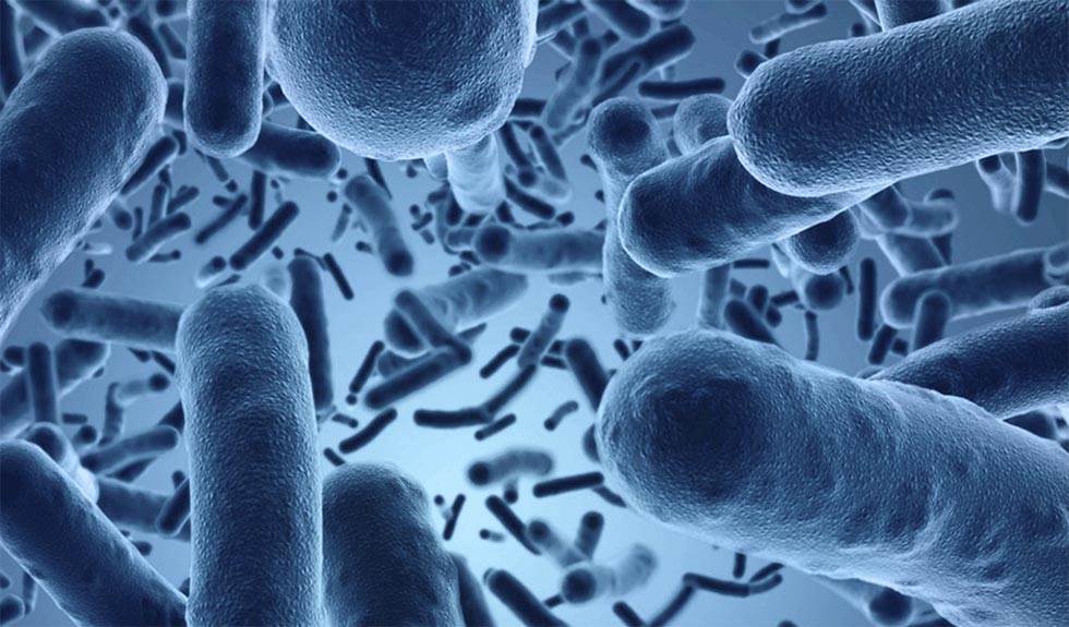 Bacterias en el intestino